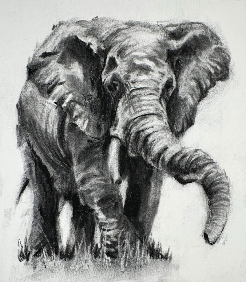 Elephant drawing with charcoal