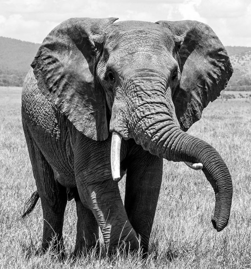 Elephant photo reference