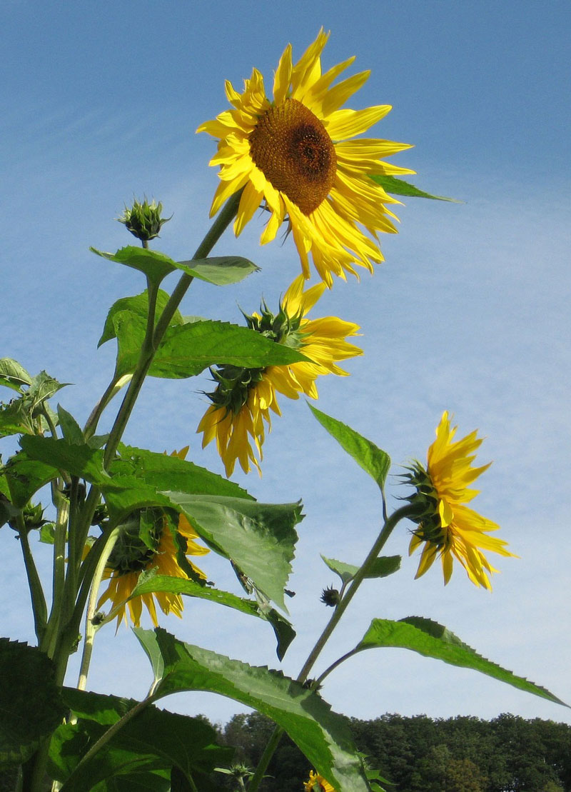 Photo reference for oil pastel drawing of sunflowers