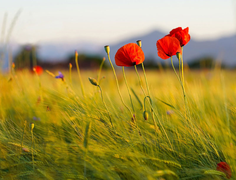 Photo reference for drawing of a field of flowers