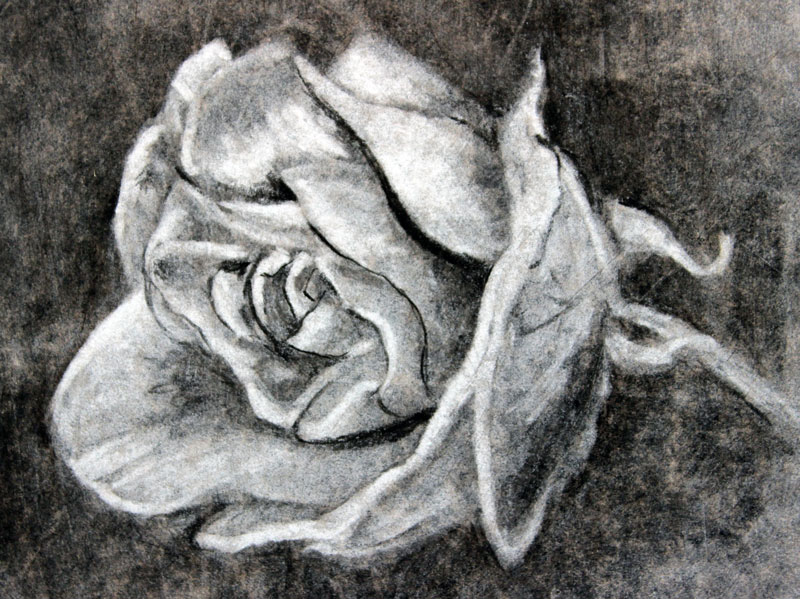 Explore collection of Charcoal Drawing For Beginners