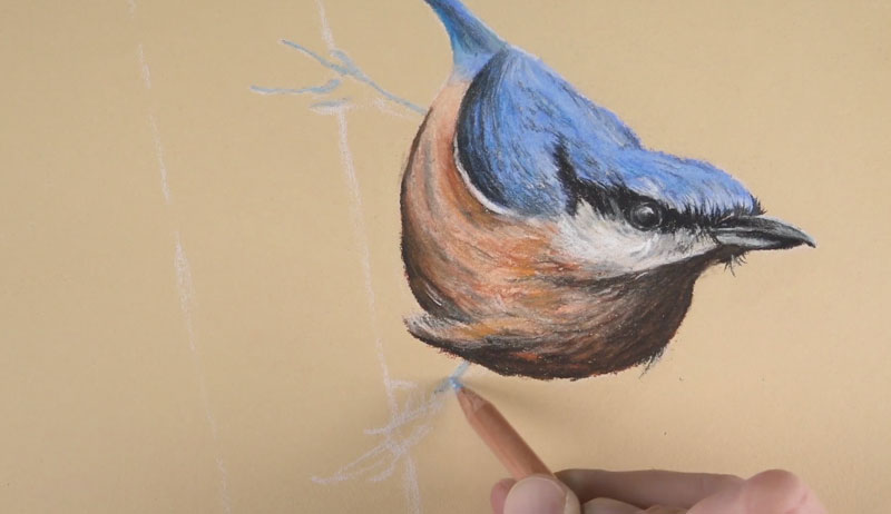 Drawing the talons of the bird