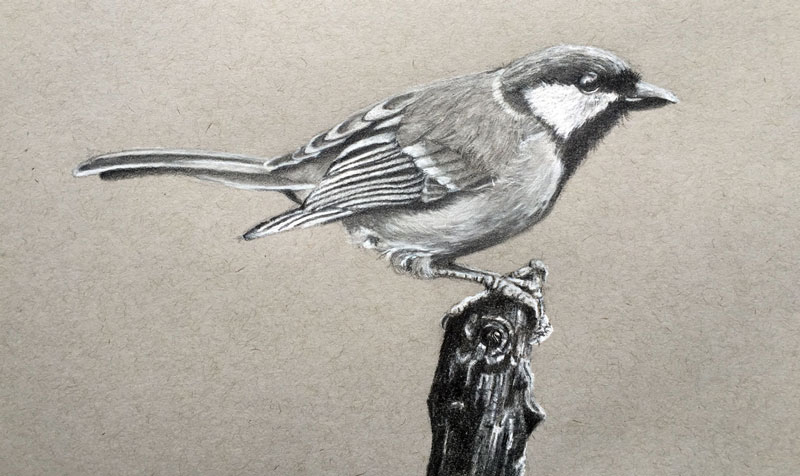 realistic bird sketch