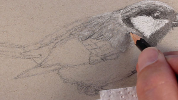Drawing the texture of the bird