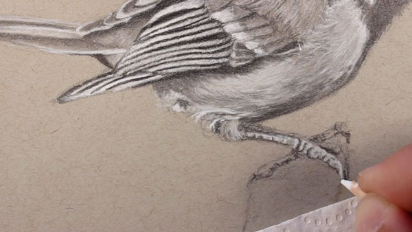 How to draw bird talons
