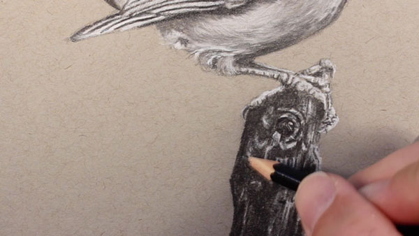 Drawing the texture of the branch