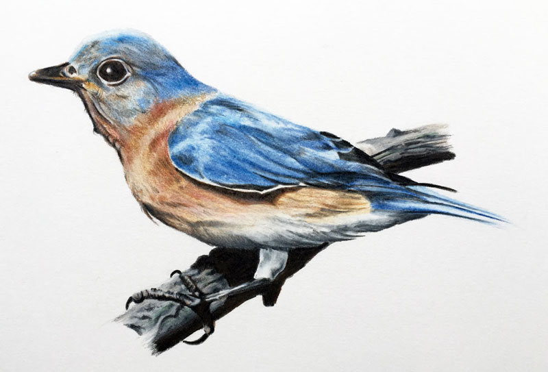 Colored Pencil Drawing of a Bird