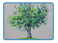 Colored Pencil Tree