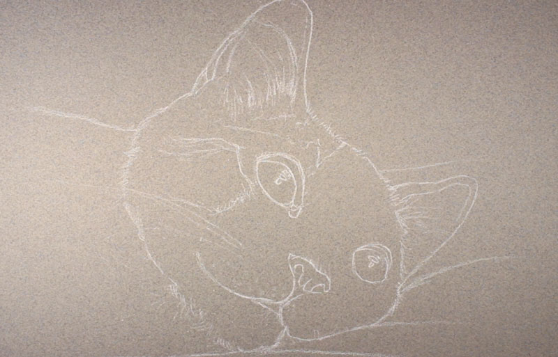 Draw the contours of the cat