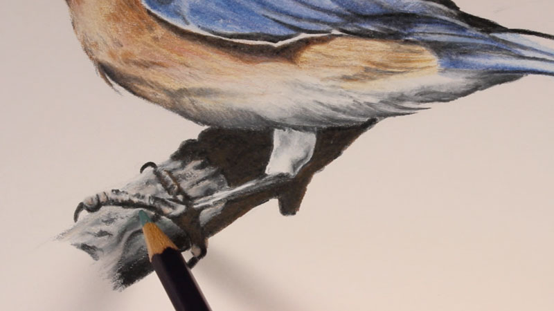 How to Draw a Realistic Bird in Colored Pencil StepbyStep