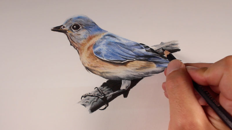colored pencil drawing of blue birds