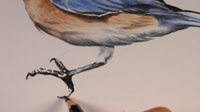 Drawing Birds in Brush & Ink | Craftsy