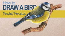 How to Draw a Bird with Pastels