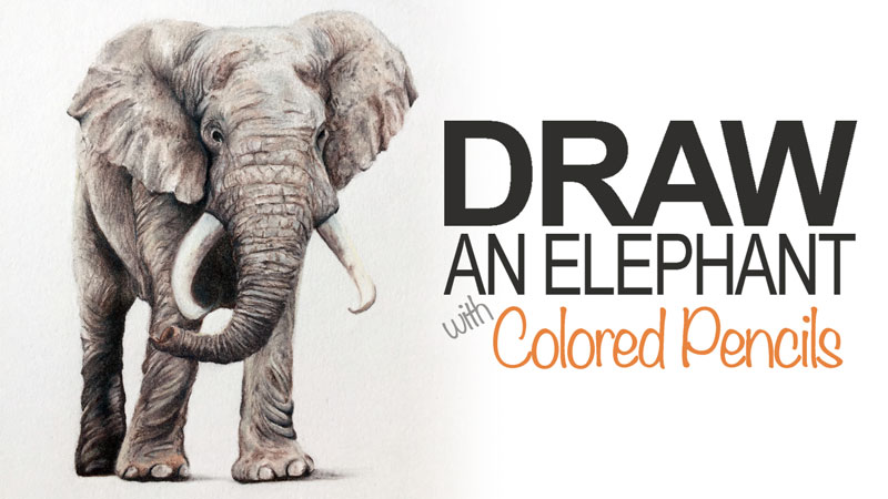 Draw an Elephant with Colored Pencils