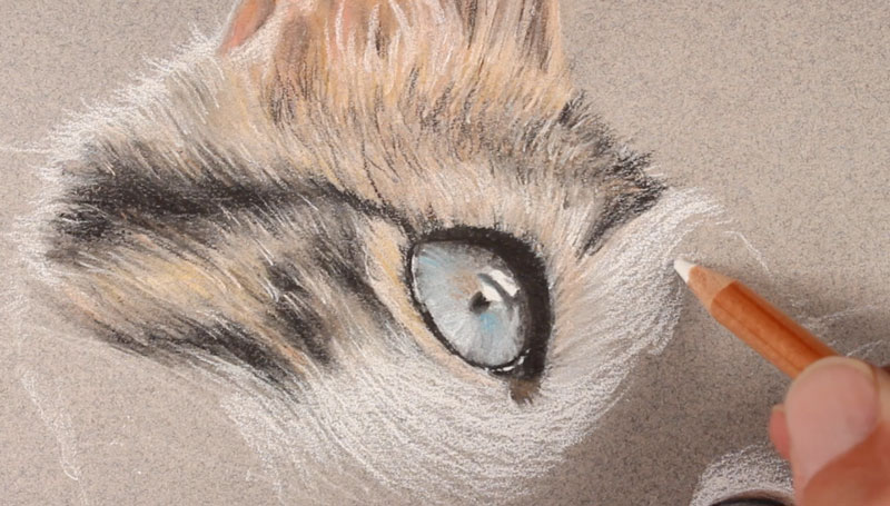 Drawing the fur of the cat