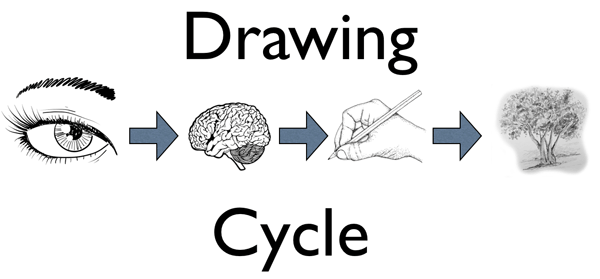 The Drawing Cycle