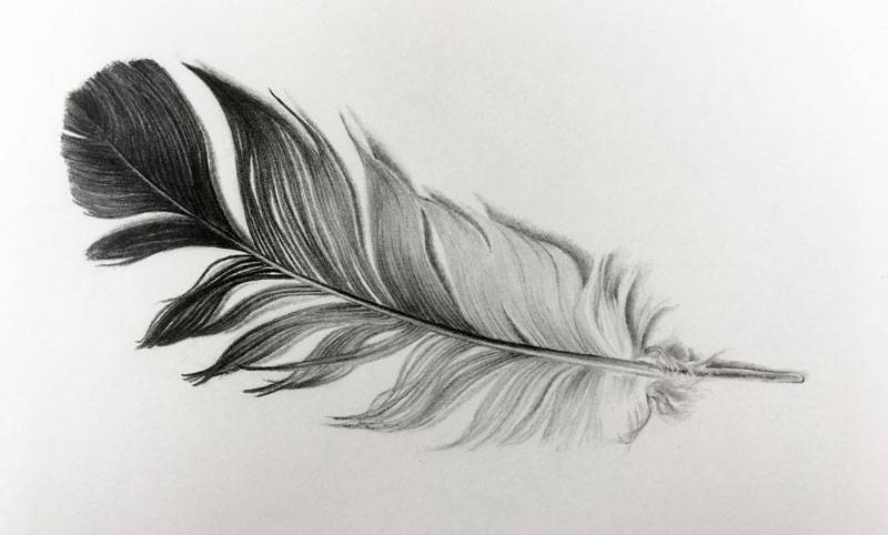 how to draw a feather step by step