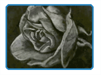 Draw a Rose with Charcoal