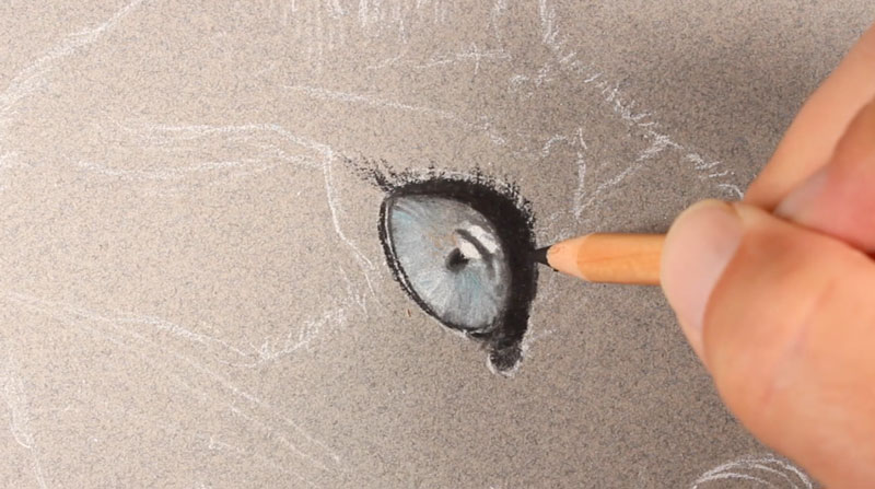 Draw the eye of the cat
