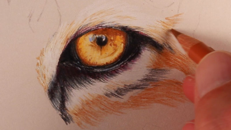 how to draw tiger eyes