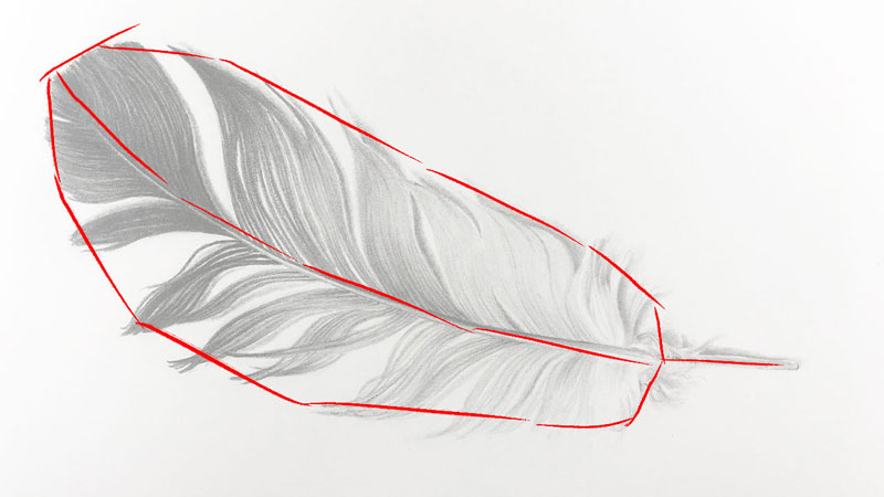 Drawing the larger shape of the feather