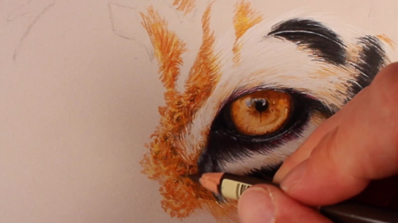 Drawing the fur around the first eye