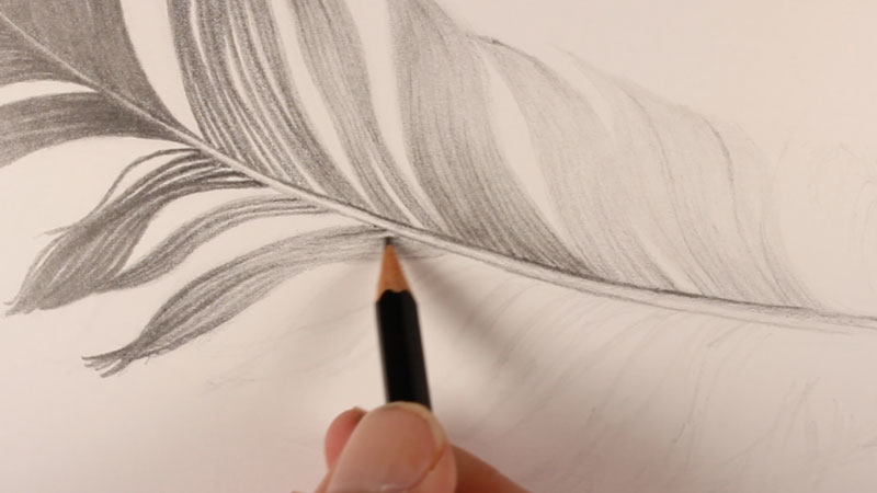 Use directional strokes to draw the body of the feather