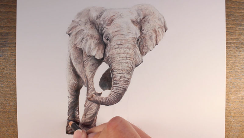 How To Draw An Elephant | Elephant drawing, Elephant drawing pictures, Pencil  drawings of animals