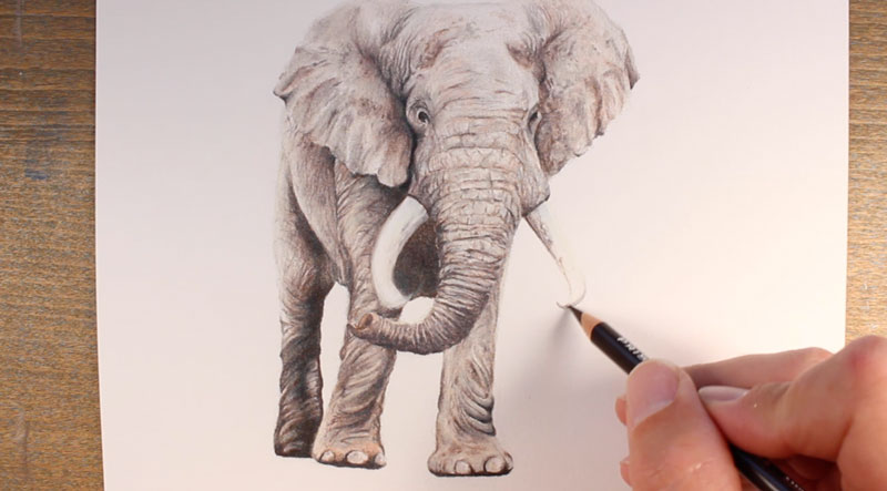 Draw the elephant tusks