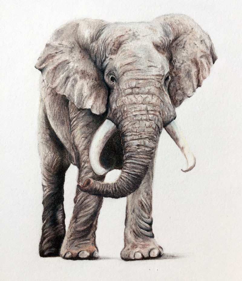 How To Draw A Realistic Elephant Step By Step