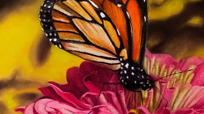 Beginner Butterfly Scenery Drawing