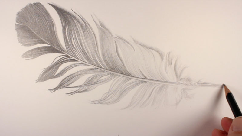 Shading the feather at the quill
