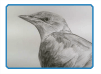 Pencil Drawing of a Bird