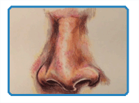 Realistic Nose/Colored Pencils