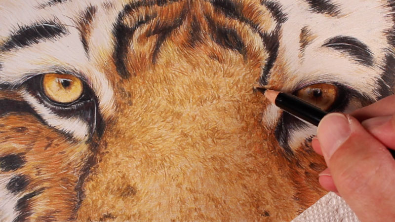 Creating the texture of the tiger fur