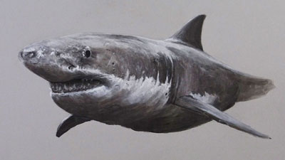 Vector black line drawing of a great white shark on a white background.  13692271 Vector Art at Vecteezy