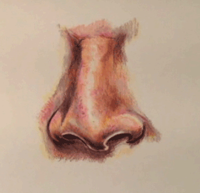 How To Draw A Realistic Nose With Colored Pencils