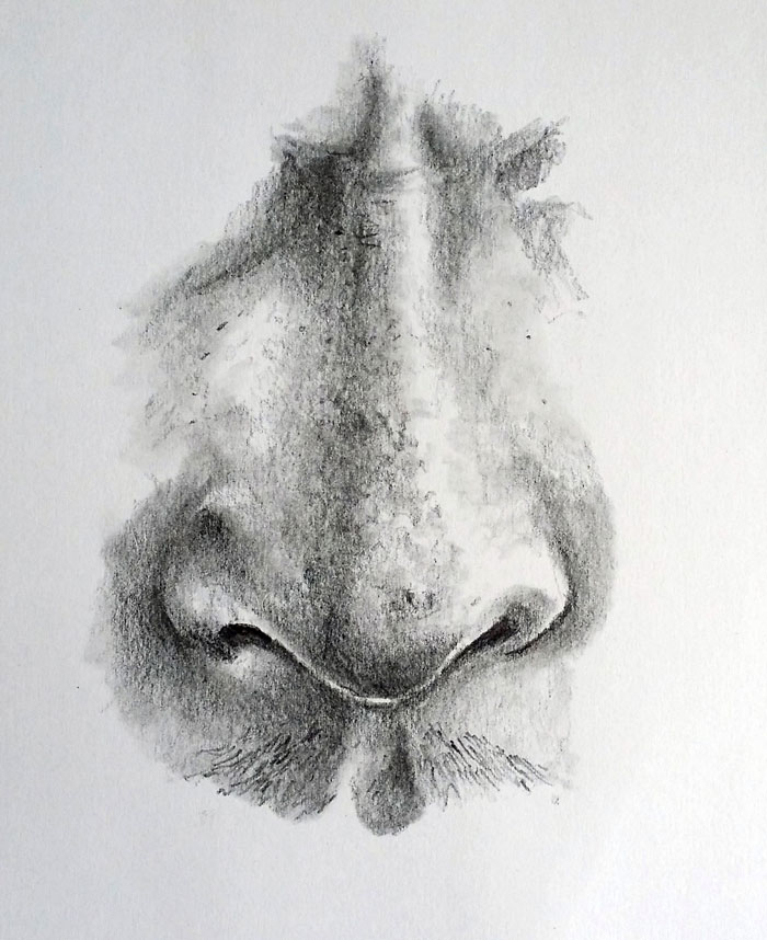How To Draw A Nose When shading the nose one good technique is to make nose three quarter view finalized shading. how to draw a nose