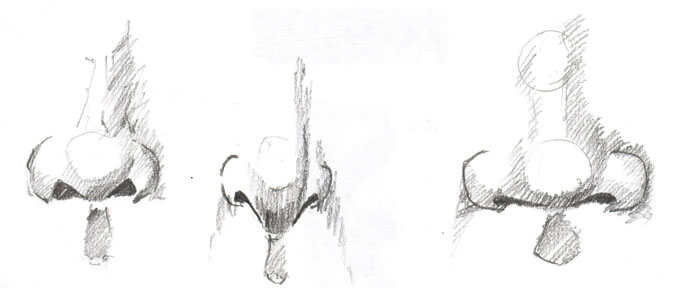 Different drawings of noses