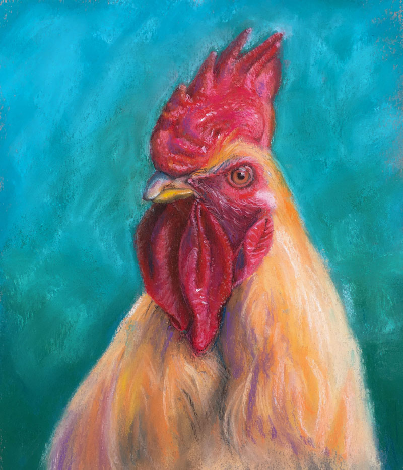 How to Draw a Rooster with Pastels