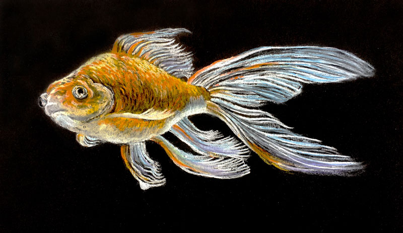 Pastel Pencils On Black Paper Goldfish