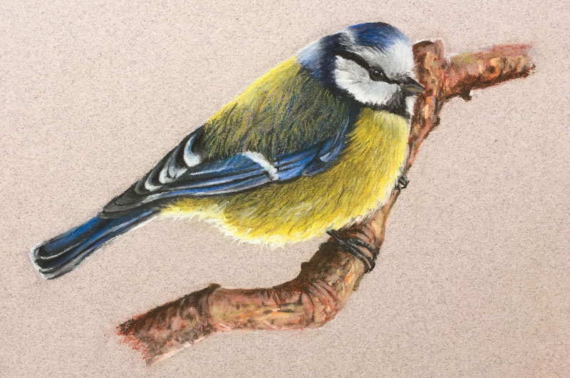 Pastel Pencils How to Draw a Bird