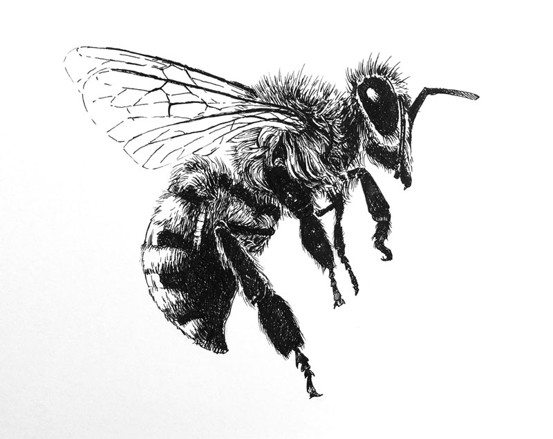 Pen and ink drawing of a bee