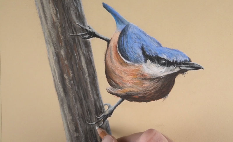 Drawing bird talons with pastel pencils