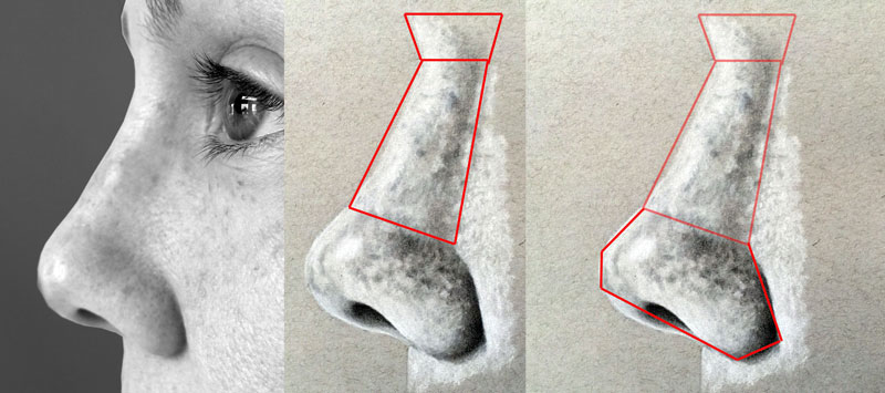 Planes of the nose from a side view