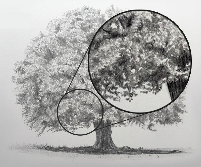 Realistic tree deals drawing