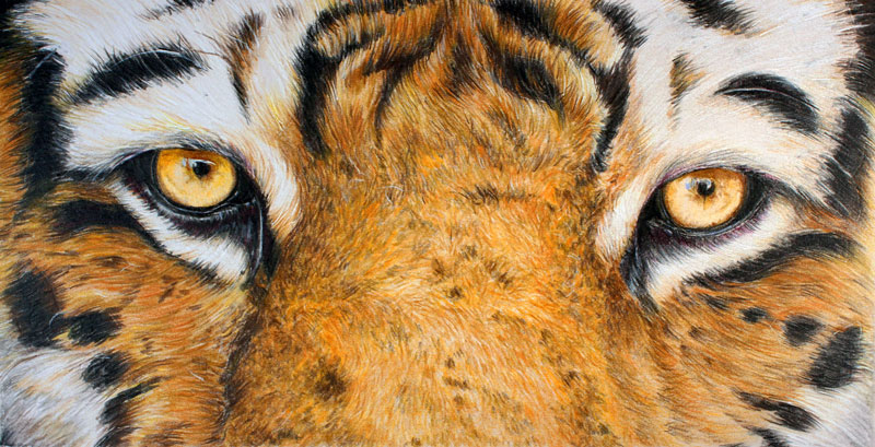 How to draw a tiger with colored pencils
