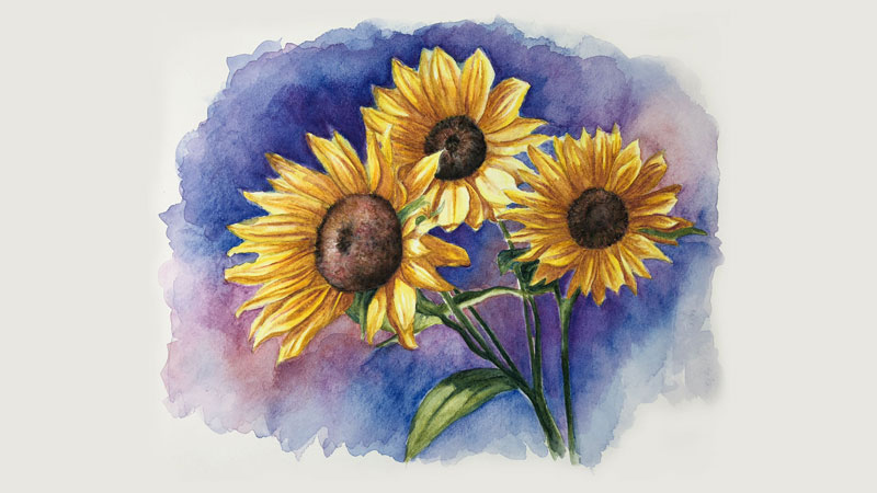 Color pencil sketching - Sunflower study Using Prismacolors in my