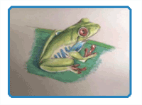 Colored Pencil Drawing of a Tree Frog