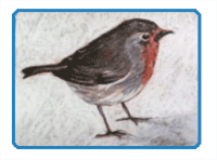 Conte Drawing of a Bird